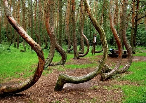 Кривой лес Польша